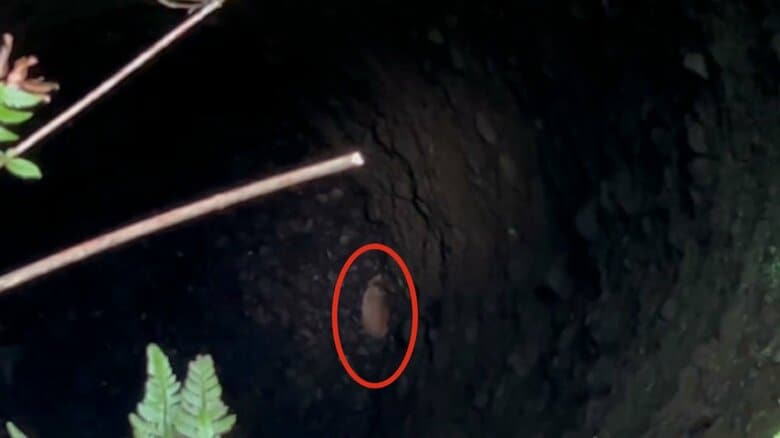 井戸の底から鳴き声が…