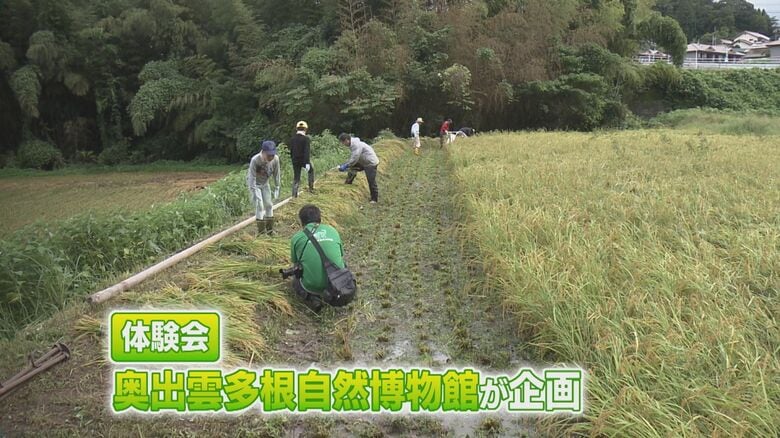 秋恒例の稲刈り体験会