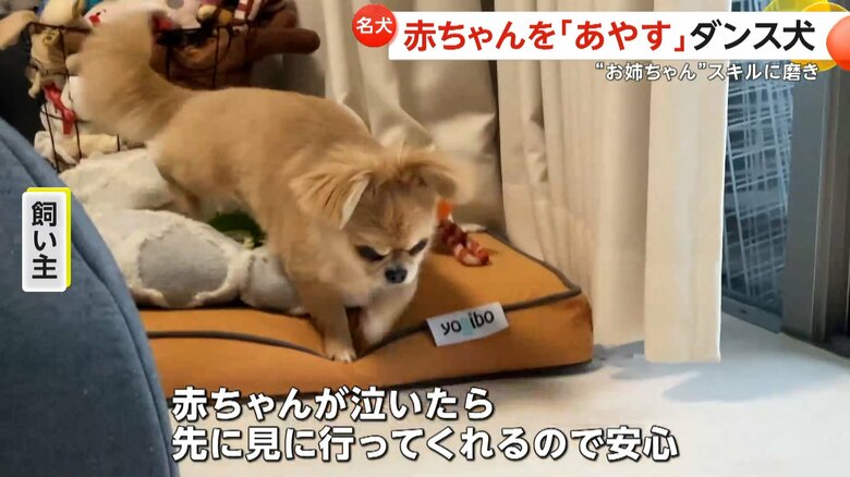 今では立派なお姉ちゃんだというハナちゃん