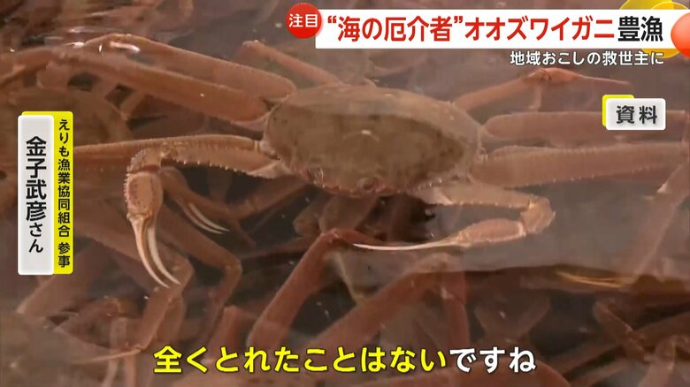 これまで「まったくとれたことはなかった」と話すえりも漁業協同組合　参事・金子武彦さん