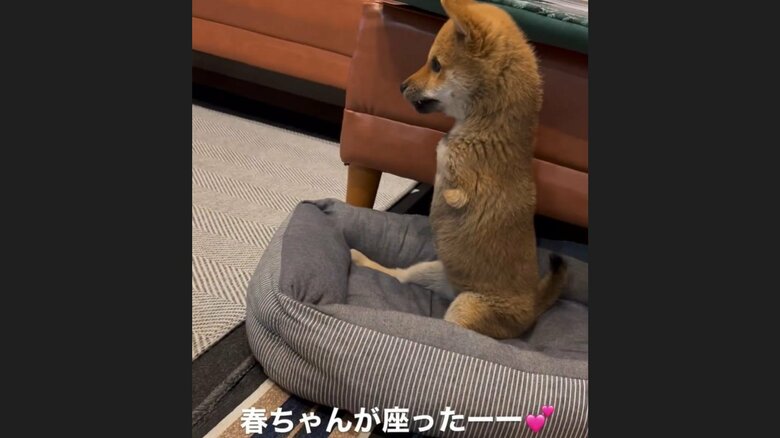 春子ちゃんが初めて座ったとき。じゃれあいがきっかけだった