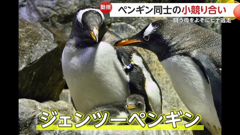 争っていた2匹のジェンツーペンギン（9月25日、大阪市港区の水族館・海遊館）