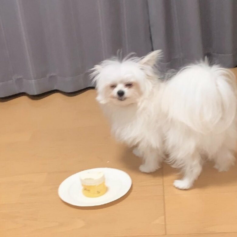 初めてのケーキ（提供：かわいーぬさん）