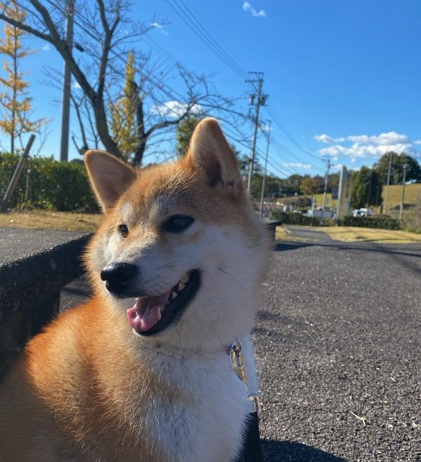 提供：柴犬こむぎさん