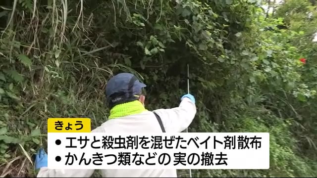 南大隅町でミカンコミバエの幼虫確認 県本土では初 鹿児島
