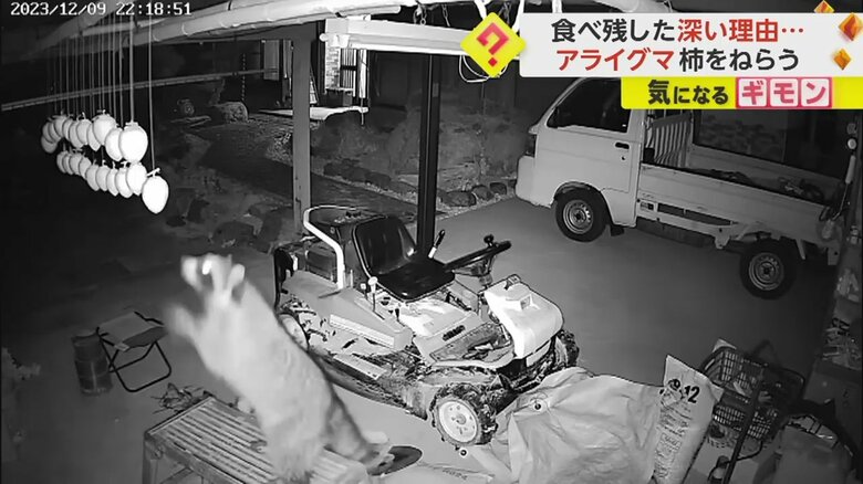 台によじ登ると立ち上がって前足を伸ばし、干し柿を取ろうとするアライグマ④