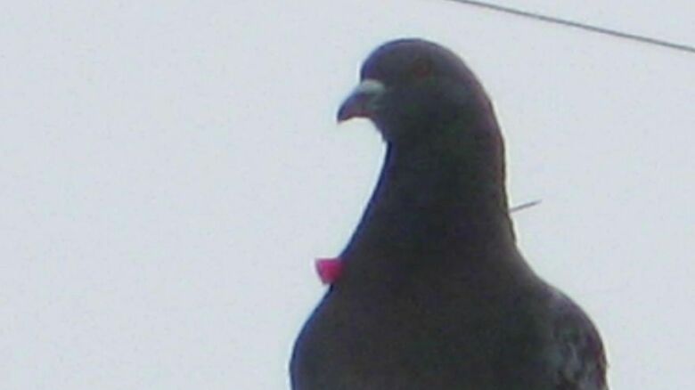 赤い矢のようなものが首元を貫通しているハト