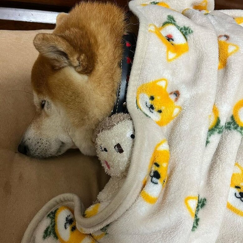 福くんと人形りす姫