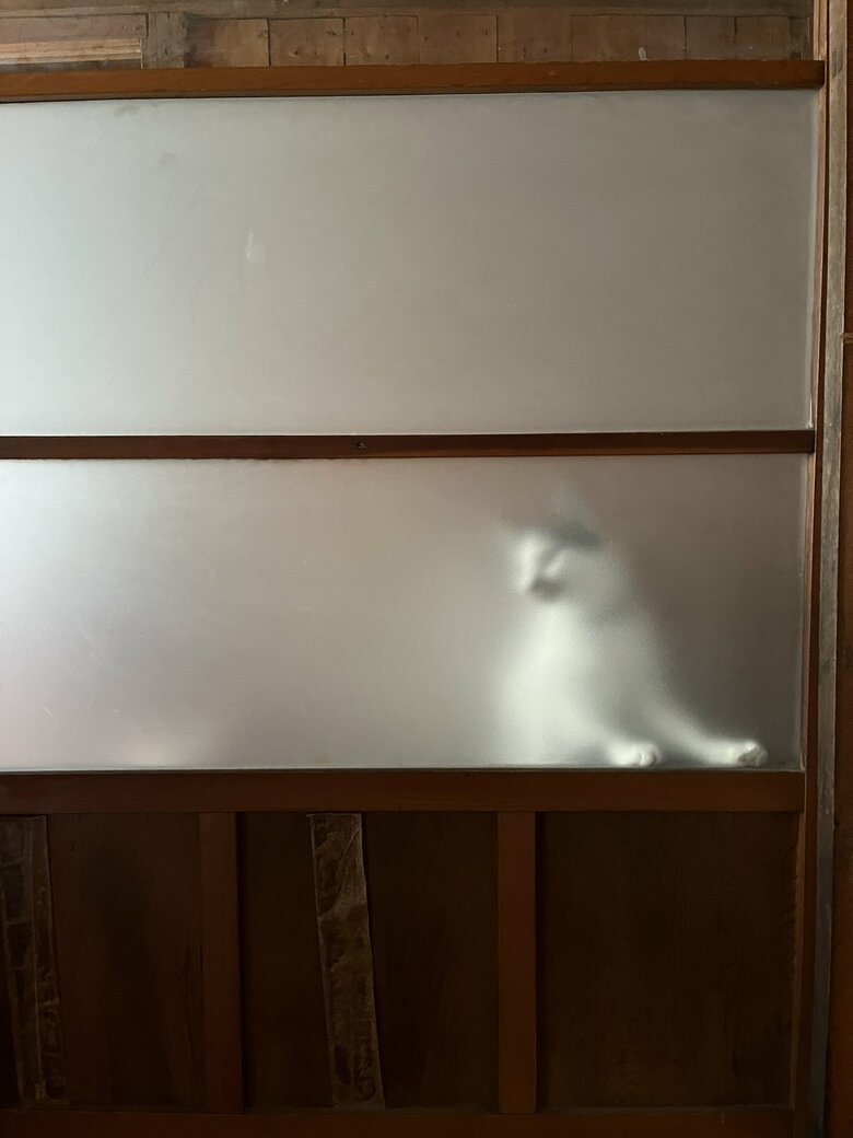 すりガラス越しの猫