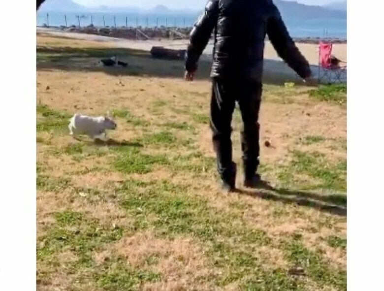 犬じゃらしで遊んでいる様子（提供：gaudikunさん）