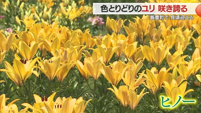 黄色で落ち着いた雰囲気の「ヒノー」