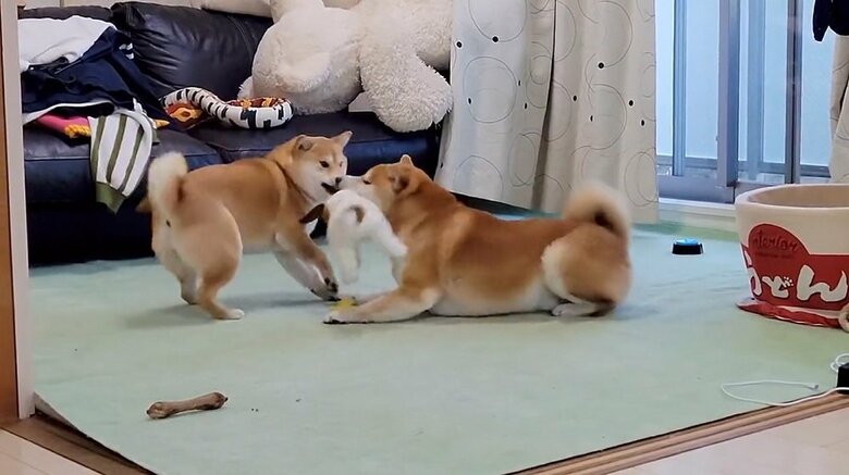 ぬいぐるみをキャッチ！
