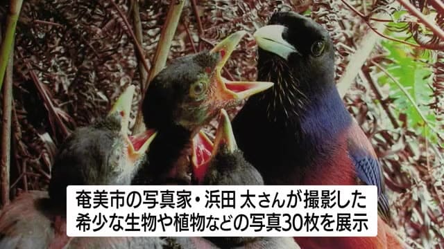 奄美の世界自然遺産登録祝う写真展　鹿児島市で開催中