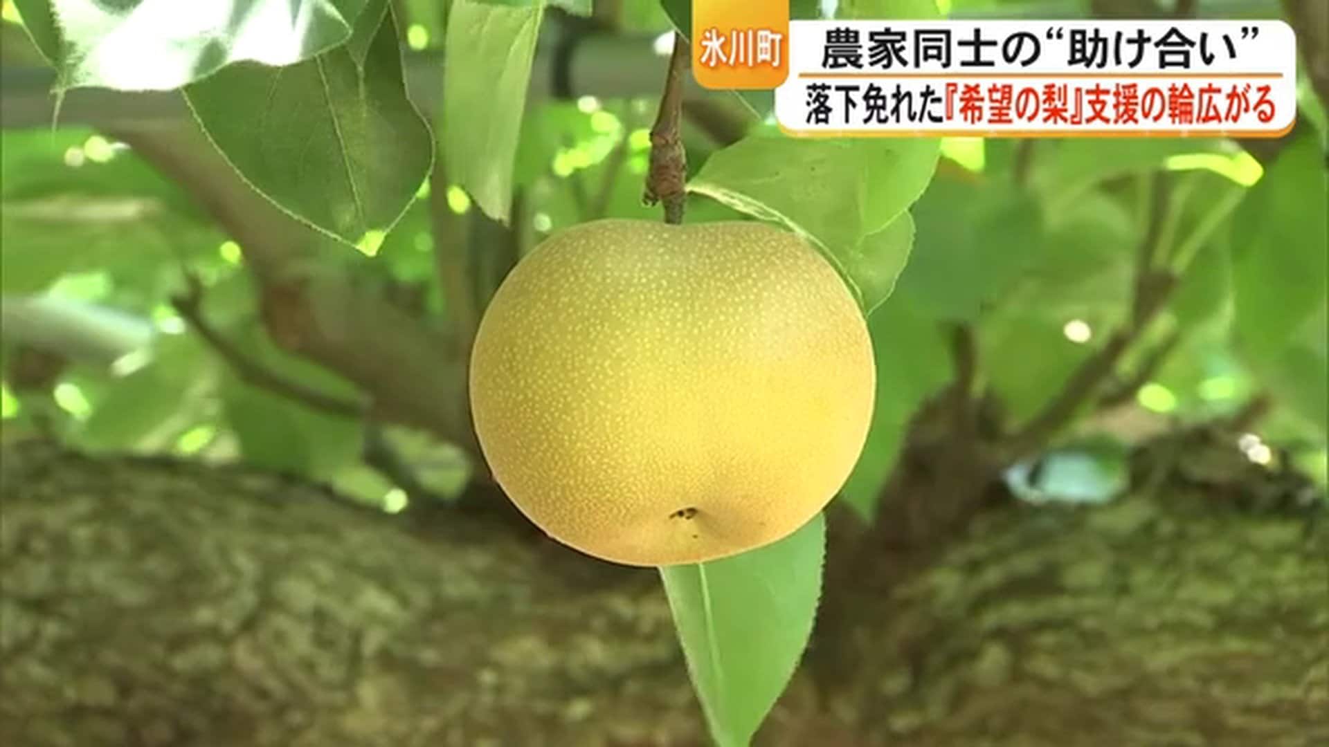 震度7を耐えた氷川町の吉野梨　「希望の梨」ネット販売で被災地支援　農家同士が助け合いの輪　【令和８年熊本地震】