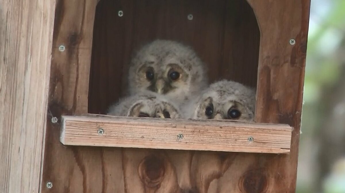 撮影成功！フクロウのひなの巣立ち リンゴ・ブドウ畑の「守り神」に