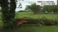 台風６号による強風　西都原の桜の木が折れる　西都市では６月の観測史上最大風速を記録