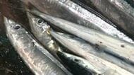 【サンマ初水揚げ】初競り“1キロ44万円”で釧路史上最高値！「質も鮮度も良い」地元の鮮魚店が競り落とす＿『初物サンマ』まずは釧路町内の店舗へ〈北海道釧路市〉