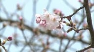 春を通り越して初夏のような陽気に…鳥取市でソメイヨシノ開花！山陰に花見シーズンいよいよ
