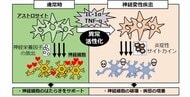 脳の中枢神経系細胞「アストロサイト」異常活性化の”黒幕”を発見!~アルツハイマー病などの神経変性疾患治療への応用に期待~