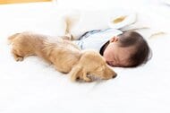 犬猫を飼っている家の子供は“食物アレルギー”になりにくい可能性…なぜなのか？研究者に聞いた