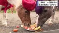 ご長寿ポニー2頭をお祝い「モモ」と「トキオ」そろって長生き　秘訣は“のびのび”　富士宮市