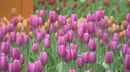  早くも見頃　1万5000本のアイスチューリップ咲く　外は雪景色でも屋内は春本番　球根を冷蔵して早く咲かせる　