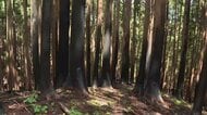 大槌町山林火災の焼失面積を1620ヘクタールで確定　被害額は約19億円　岩手県