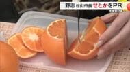 愛媛が生産日本一の高級柑きつ「せとか」出荷前　野志市長が産地を視察　東京のトップセールスへ【愛媛】