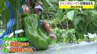 20cm・200グラム…一般的なサイズの5倍!津山市で「ジャンピー」の収穫始まる【岡山・津山市】
