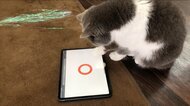 正解率は85%? 猫でも解けるクイズを出題…“猫参加型”の交通安全運動を開催中
