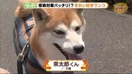 きれい好きのワンコ 茶太郎君【どうぶつのカンパネラ】湖西市