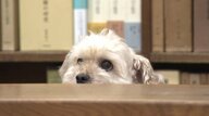 ミックス犬の営業部長「ししまる」、“世界最大の古書店街”東京・神保町で人気　外国人観光客の増加で町に新たな風…早い閉店を逆手に町並み楽しむ「ナイトウォーク」も