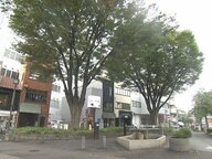 3年前には栄で倒木が車を直撃…名古屋で樹齢約70年とみられるケヤキ2本を伐採へ “キノコ”で倒れるリスク高まる