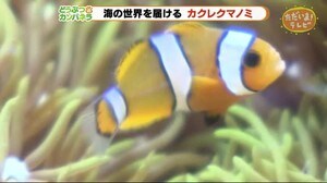 海の世界をお届け カクレクマノミの子供たち【どうぶつのカンパネラ】浜松市