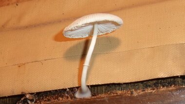 家の中に生えた“キノコ”でコンテスト!? 雨漏りの恐ろしさが分かる写真がずらり…対策を協会に聞いた