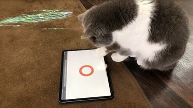 正解率は85%? 猫でも解けるクイズを出題…“猫参加型”の交通安全運動を開催中