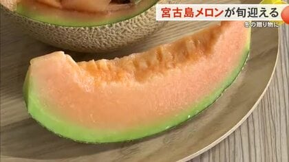沖縄のメロンは冬に甘くなる！　宮古島メロン、過去最多の出荷目指しPR