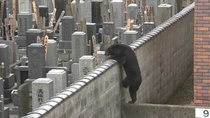 「来た来た、いるいる」クマが市街地を徘徊、“地面のにおいをかぎながらウロウロ”…“フェンス乗り越え民家の庭へ”…住民緊迫の12時間、ついに墓地で捕獲【岩手発】