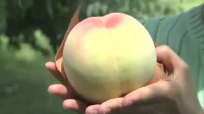 暑さ対策にいかが？赤磐市のモモ農園で氷水に浮かんだ冷え冷えのモモが食べ放題！桃狩りも体験可能【岡山】