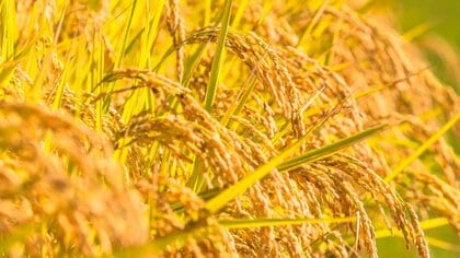 新米は水を少なく炊けばいいとは限らない？おいしさを引き出す鍵は「水分量の調節」と「水温」にあり