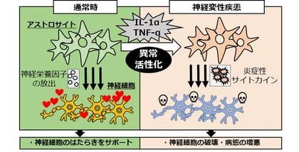 脳の中枢神経系細胞「アストロサイト」異常活性化の”黒幕”を発見!~アルツハイマー病などの神経変性疾患治療への応用に期待~