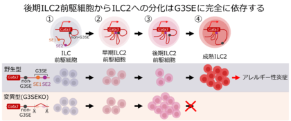 2型自然免疫細胞(ILC2)の新規分化メカニズムを解明~難治性アレルギー疾患の新規治療法開発に期待~