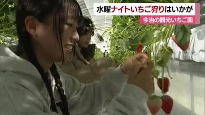 昼間とはひと味違う！今治で水曜限定「ナイトいちご狩り」完熟イチゴ摘み取り「めっちゃ甘い」【愛媛】
