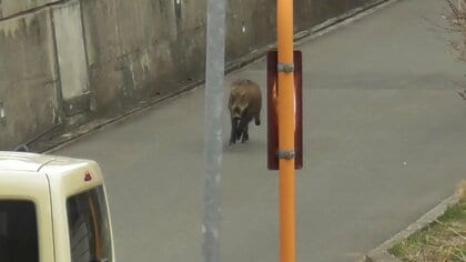 イノシシが住宅街を猛スピードで疾走　川へジャンプ…泳いで対岸へ　体長80センチ子どもか　警察などが警戒　長野市