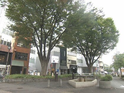 3年前には栄で倒木が車を直撃…名古屋で樹齢約70年とみられるケヤキ2本を伐採へ “キノコ”で倒れるリスク高まる