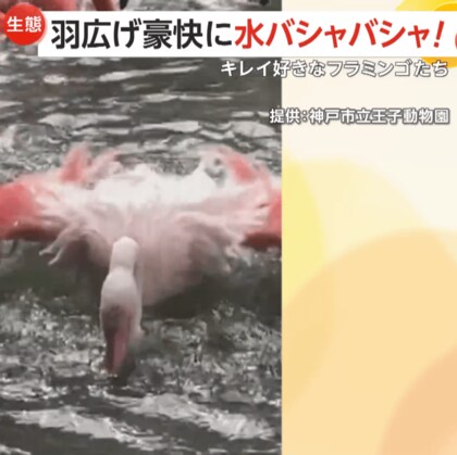 羽広げ豪快に水バシャバシャ！きれい好きなフラミンゴたちが一斉に水浴び…首や背中まで熱心に手入れ　兵庫・神戸市立王子動物園