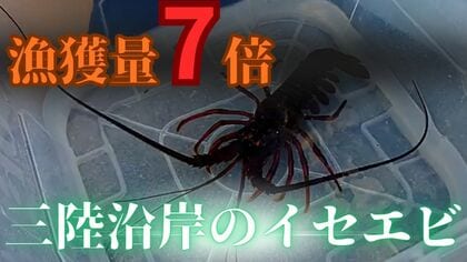 なぜ？三陸沿岸でイセエビが大漁　漁獲量は前年比で7倍超に　初の生息数調査から見えることとは