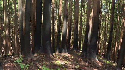 大槌町山林火災の焼失面積を1620ヘクタールで確定　被害額は約19億円　岩手県