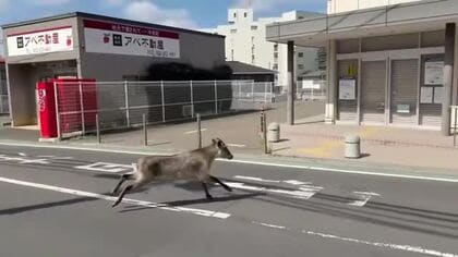 【動画あり】森の珍客が“朝ラン”！カモシカがパカラッと仙台の大学前を爆走　天然記念物に「びっくり！」