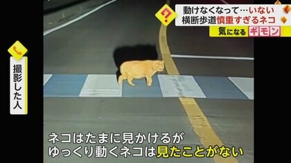 “慎重すぎるネコ”に遭遇「そんなにゆっくり歩くんだ…」　横断歩道を渡り切るまで約2分　熊本